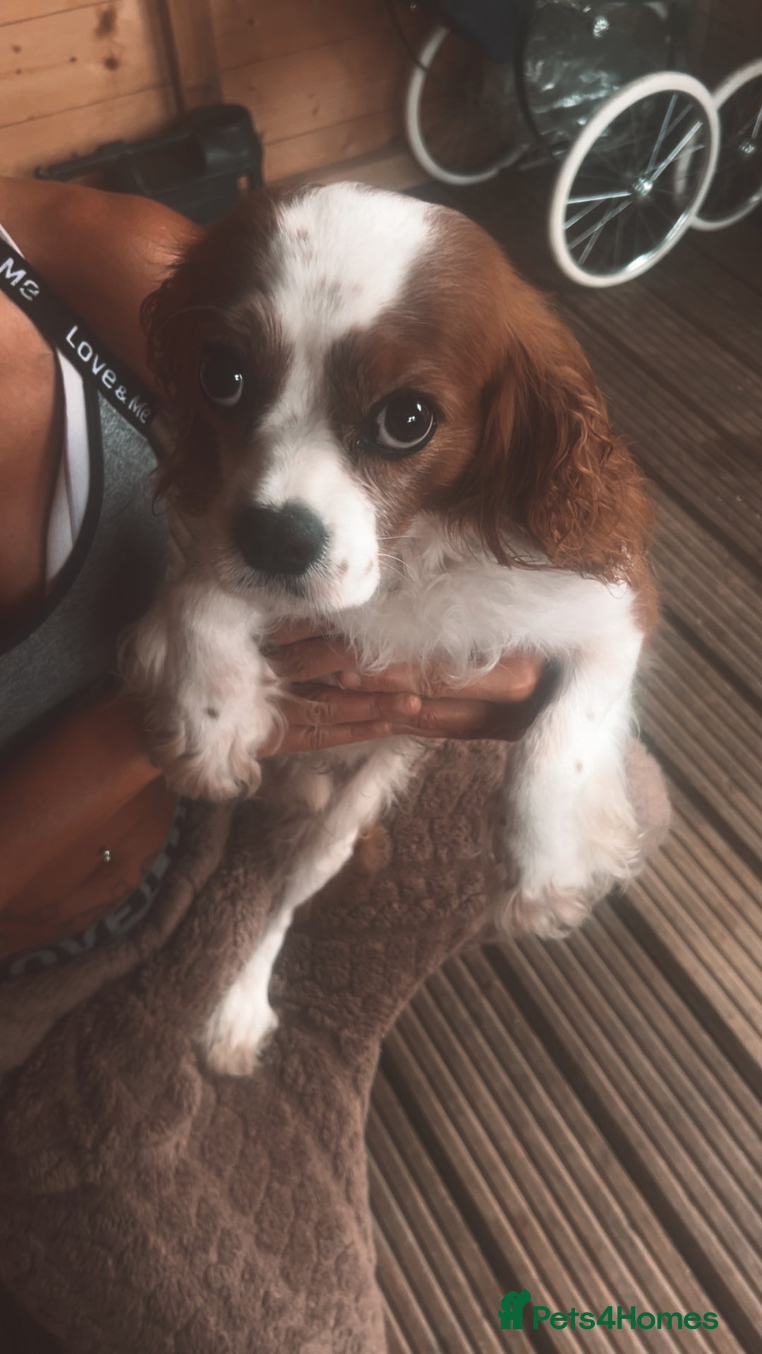 Cavalier King Charles Spaniel dogs for sale: Mixed colour Cavaliers  - Image 13