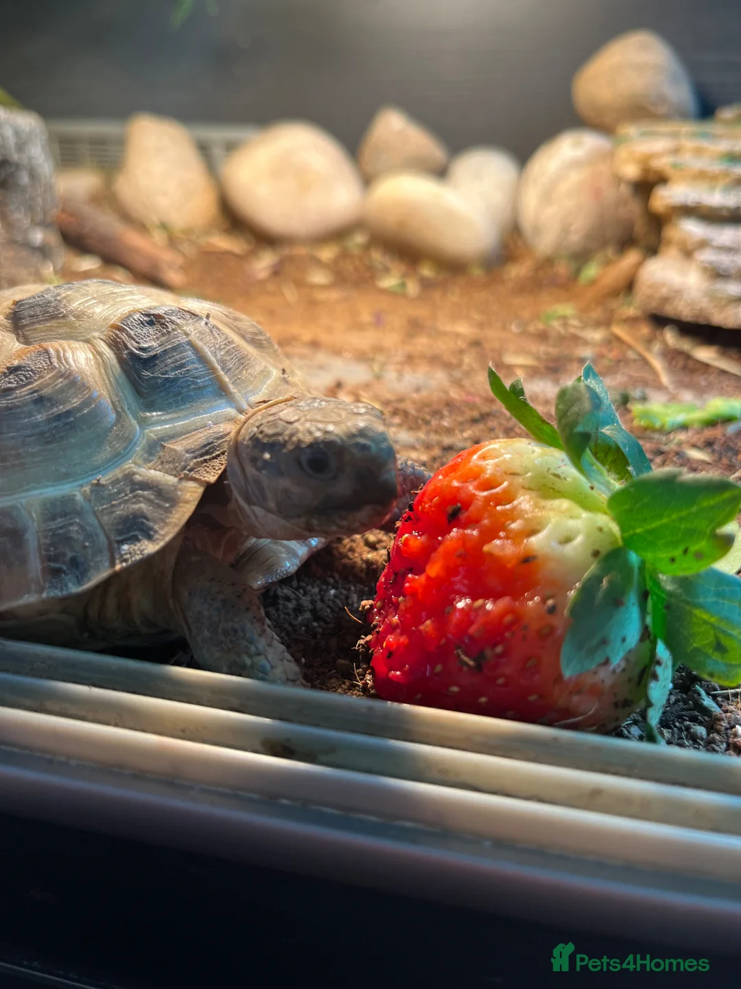 Tortoise reptiles for sale: Horsefield tortoise - 2021 - Advert 4