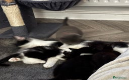 Mixed Breed cats for sale: Kittens  - Image 9