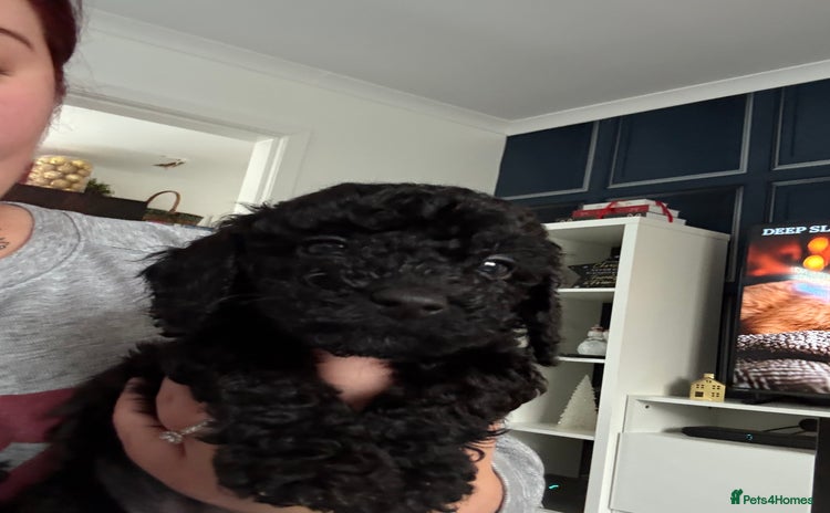 Sproodle dogs F2 Sproodle Puppies - Advert 4