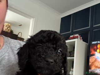 Sproodle dogs F2 Sproodle Puppies - Advert 9