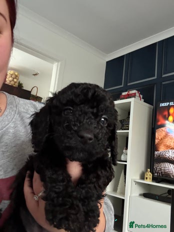 Sproodle dogs F2 Sproodle Puppies - Advert 13