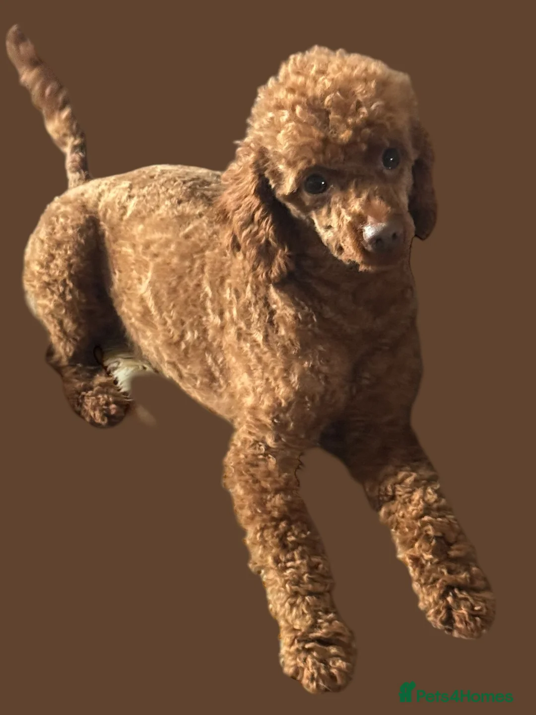 Toy Poodle dogs for sale: RED TOY POODLE MALE  - Advert 8