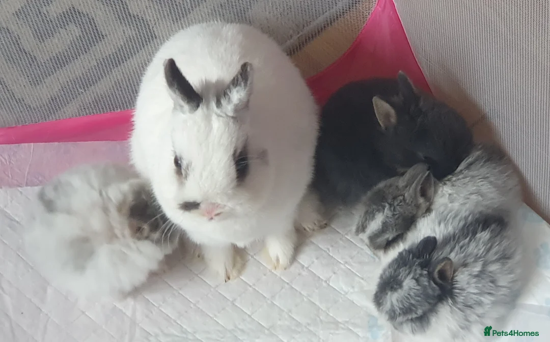Netherland Dwarf rabbits for sale: 4 Beautiful Netherland Dwarf Buns in Pinner - Advert 9