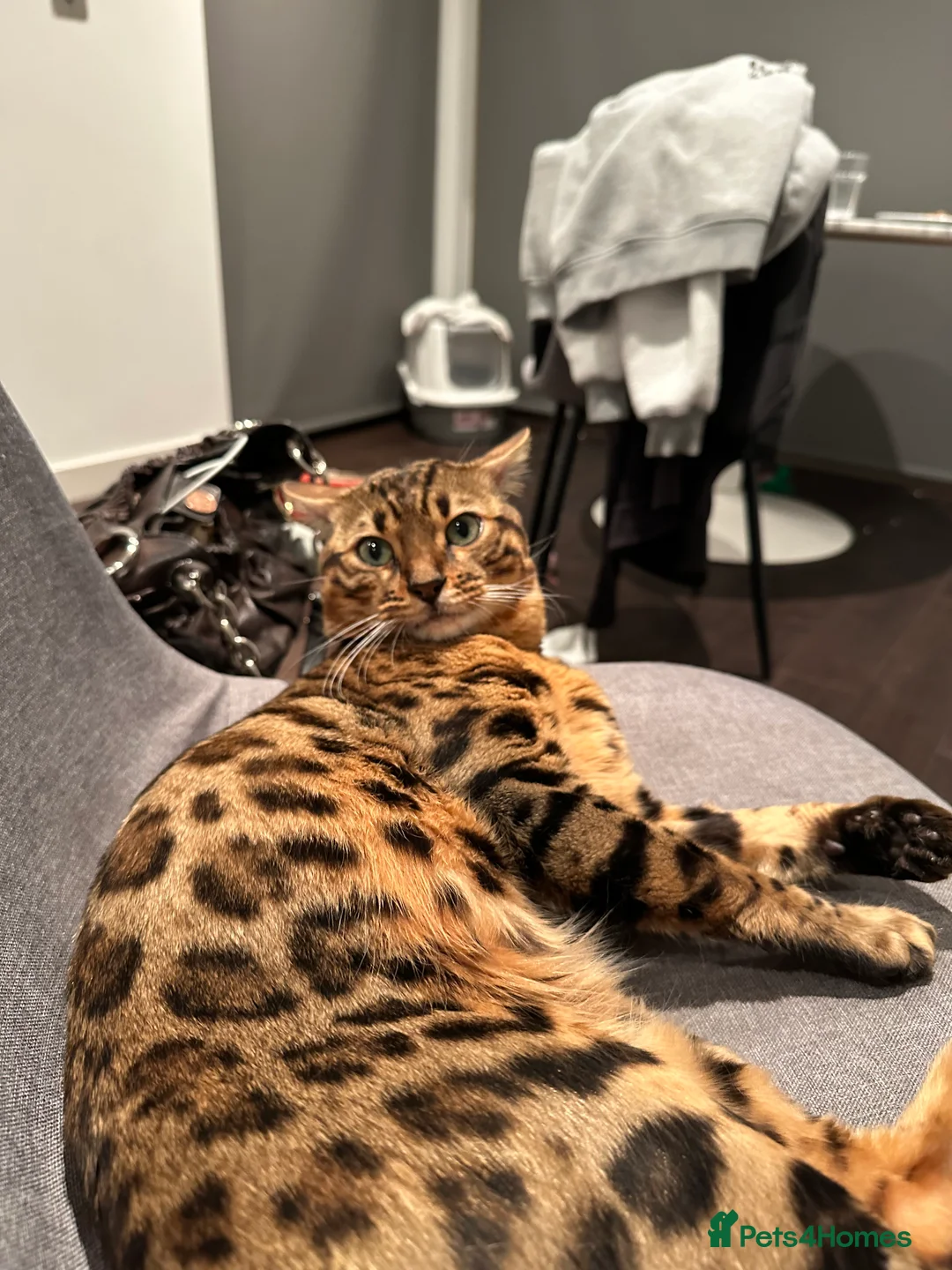 Bengal cats for sale: Sepia Bengal X Savannah kittens Extremely rare  - Advert 39