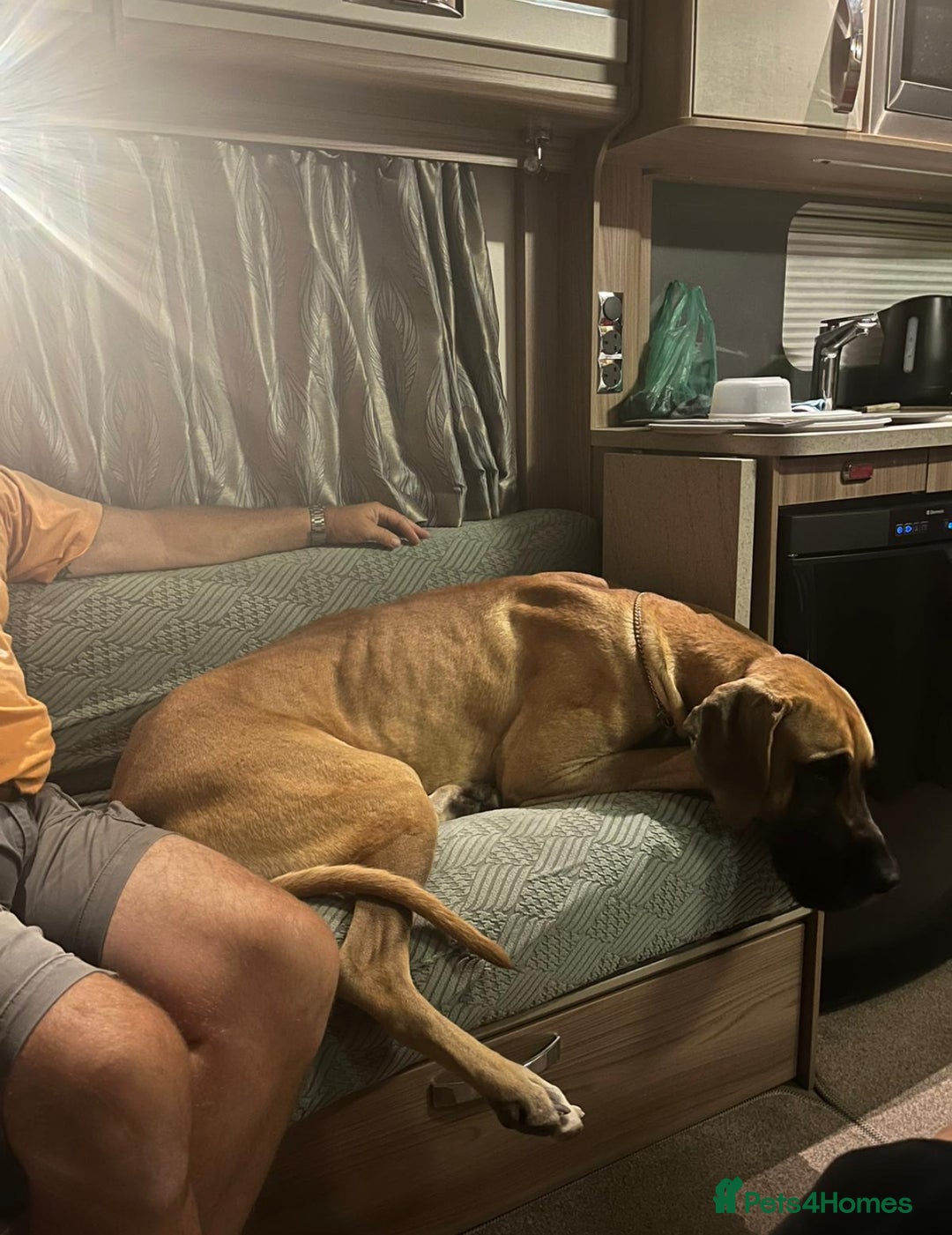 Great Dane dogs for sale: Beautiful Great Dane Boy For Sale  - Image 4