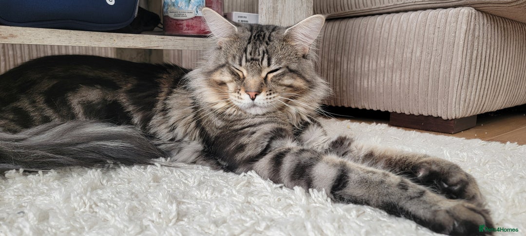 Maine Coon cats for sale: Adorable Maine Coon Boy looking for a Loving Home  - Advert 6
