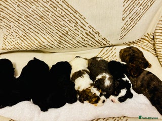 Cavapoochon dogs 🐶Exceptional cavapoochon pup's🐶 - Advert 2