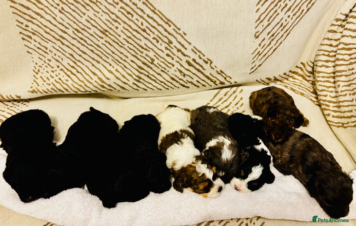 Cavapoochon dogs 🐶Exceptional cavapoochon pup's🐶 - Advert 4