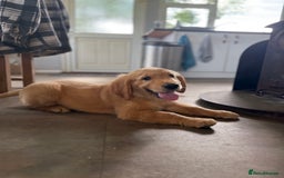 Golden Retriever dogs for sale: KC registered/Health tested Golden Retrievers  - Image 3