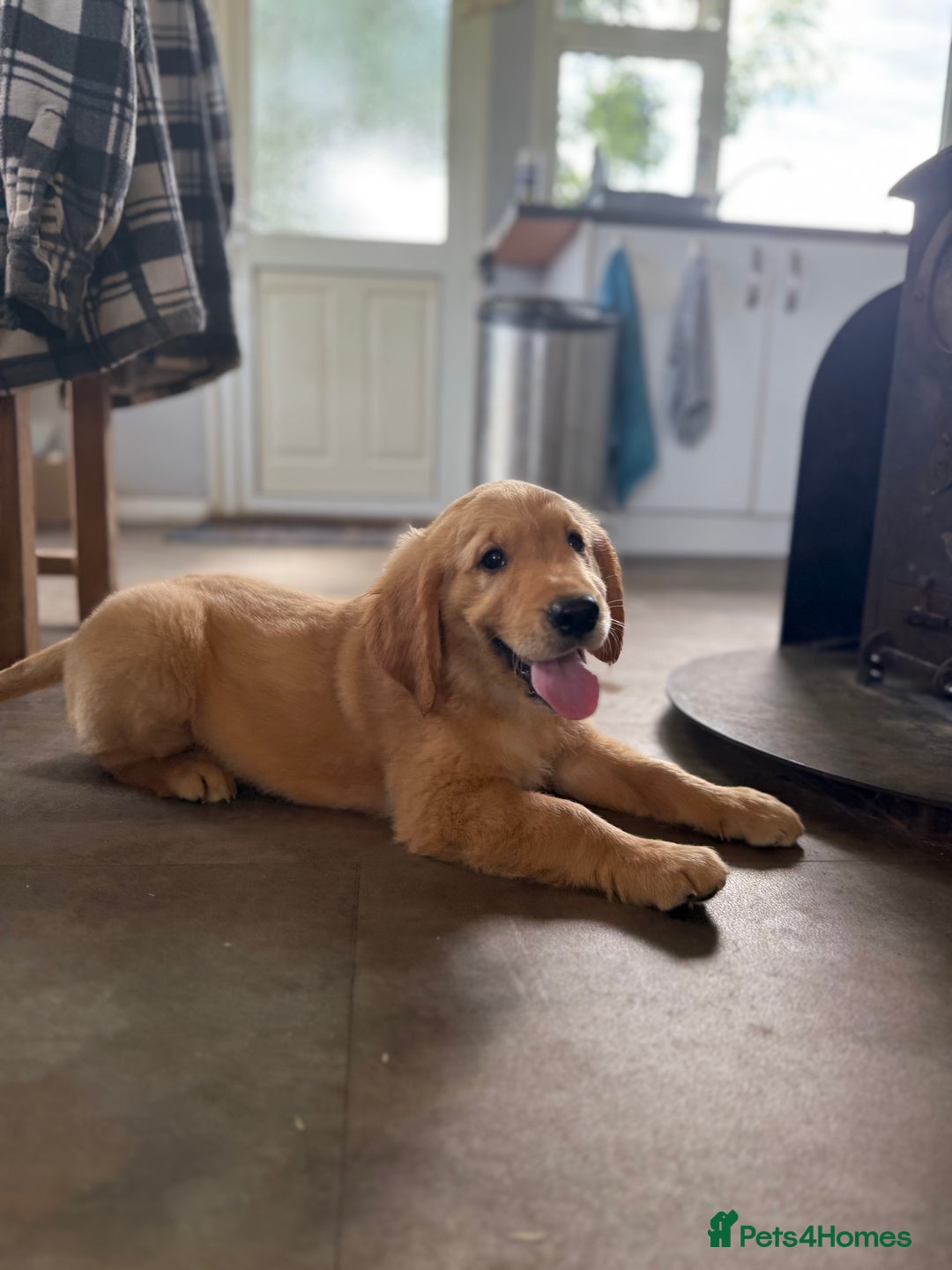 Golden Retriever dogs for sale: KC registered/Health tested Golden Retrievers  - Image 3