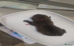 Mixed Breed dogs for sale: Chaffy puppies - Image 13