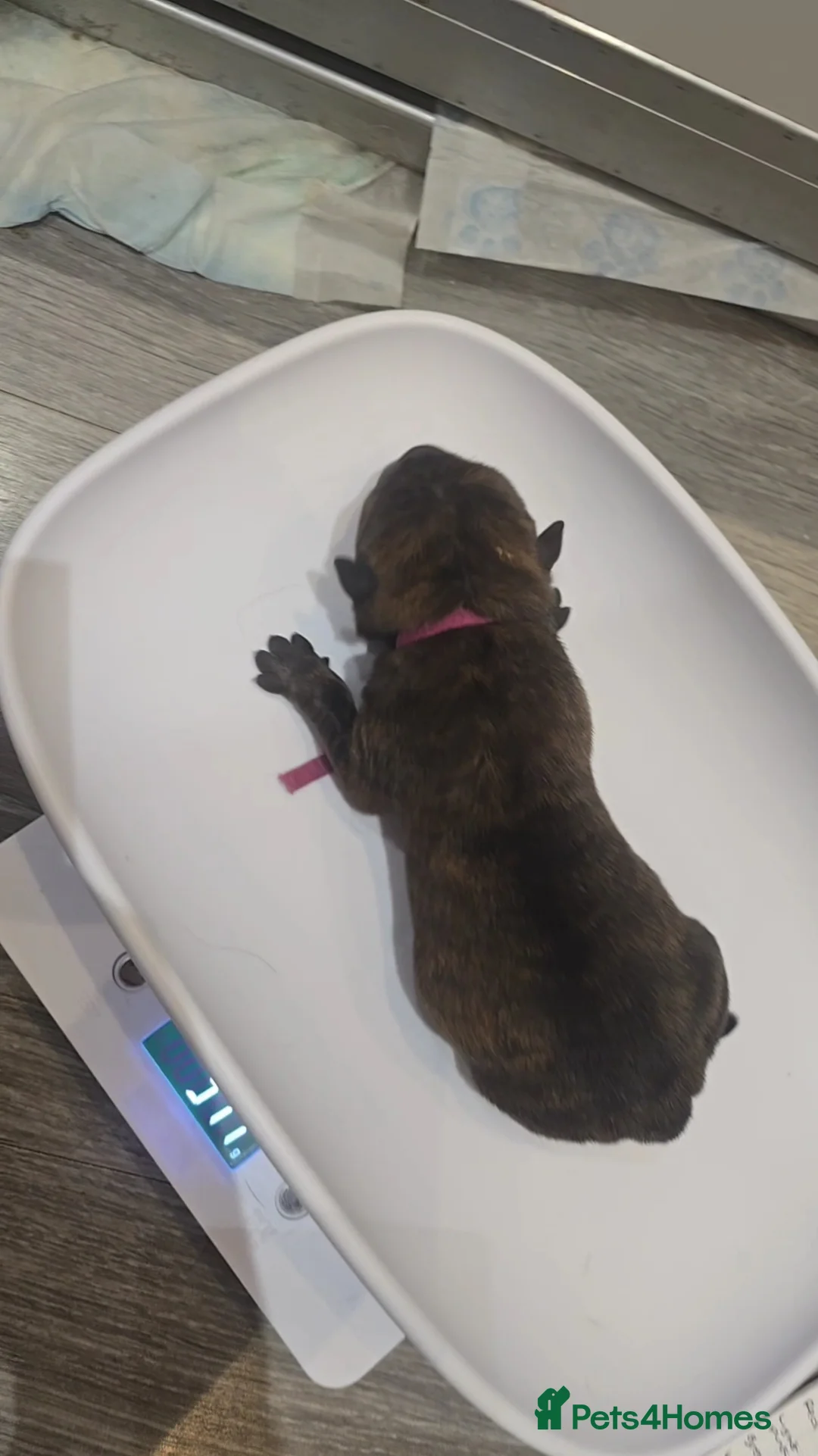 Mixed Breed dogs for sale: Chaffy puppies - Advert 29