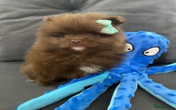Pomeranian dogs for sale: Stunning extra small Poms  - Image 2