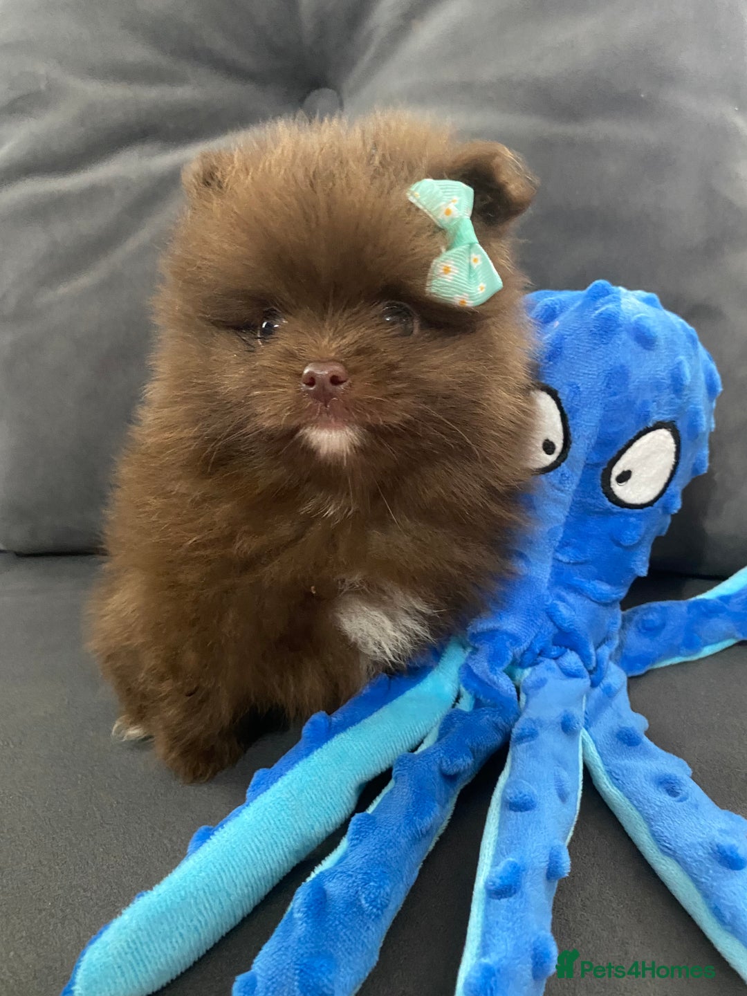 Pomeranian dogs for sale: Stunning extra small Poms  - Image 2