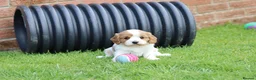 Cavachon dogs for sale: Beautiful Cavachon puppies for sale - Advert 16
