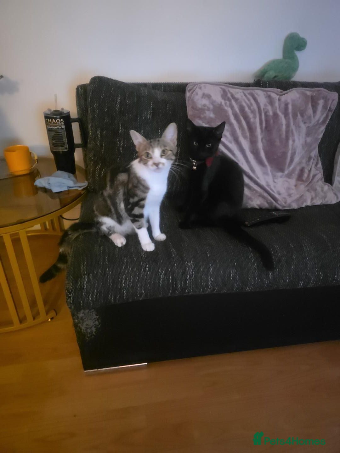 Mixed Breed cats Beautiful Black & White Kittens Looking for Homes - Advert 8