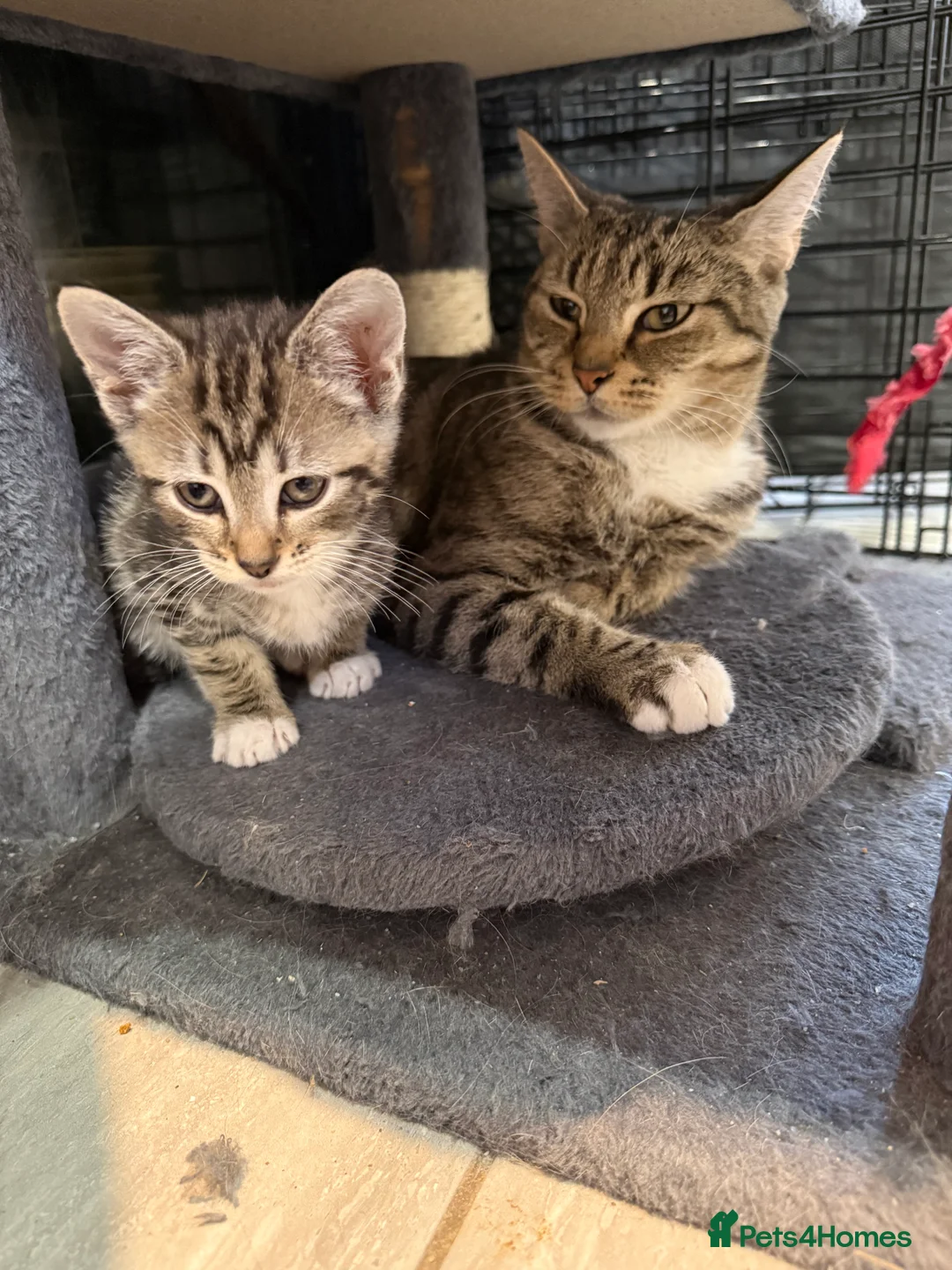 Mixed Breed cats for sale: Mixed breed kittens  - Advert 4