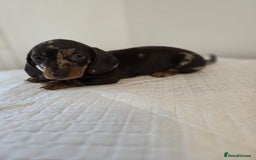 Dachshund dogs for sale: Beautiful dachshund babies  - Image 6