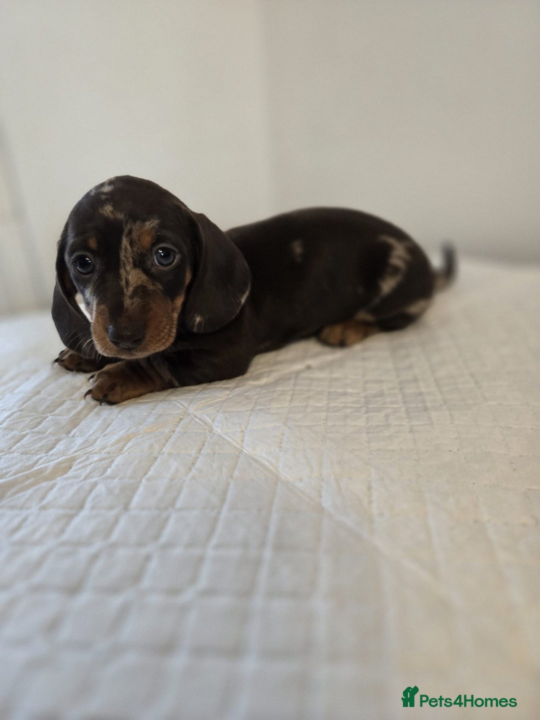 Dachshund dogs for sale: Beautiful dachshund babies  - Image 6