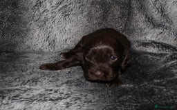 Cocker Spaniel dogs for sale: Beautiful KC reg Cocker Spaniel Pups - Image 13