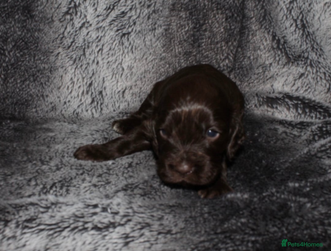Cocker Spaniel dogs for sale: Beautiful KC reg Cocker Spaniel Pups - Image 13
