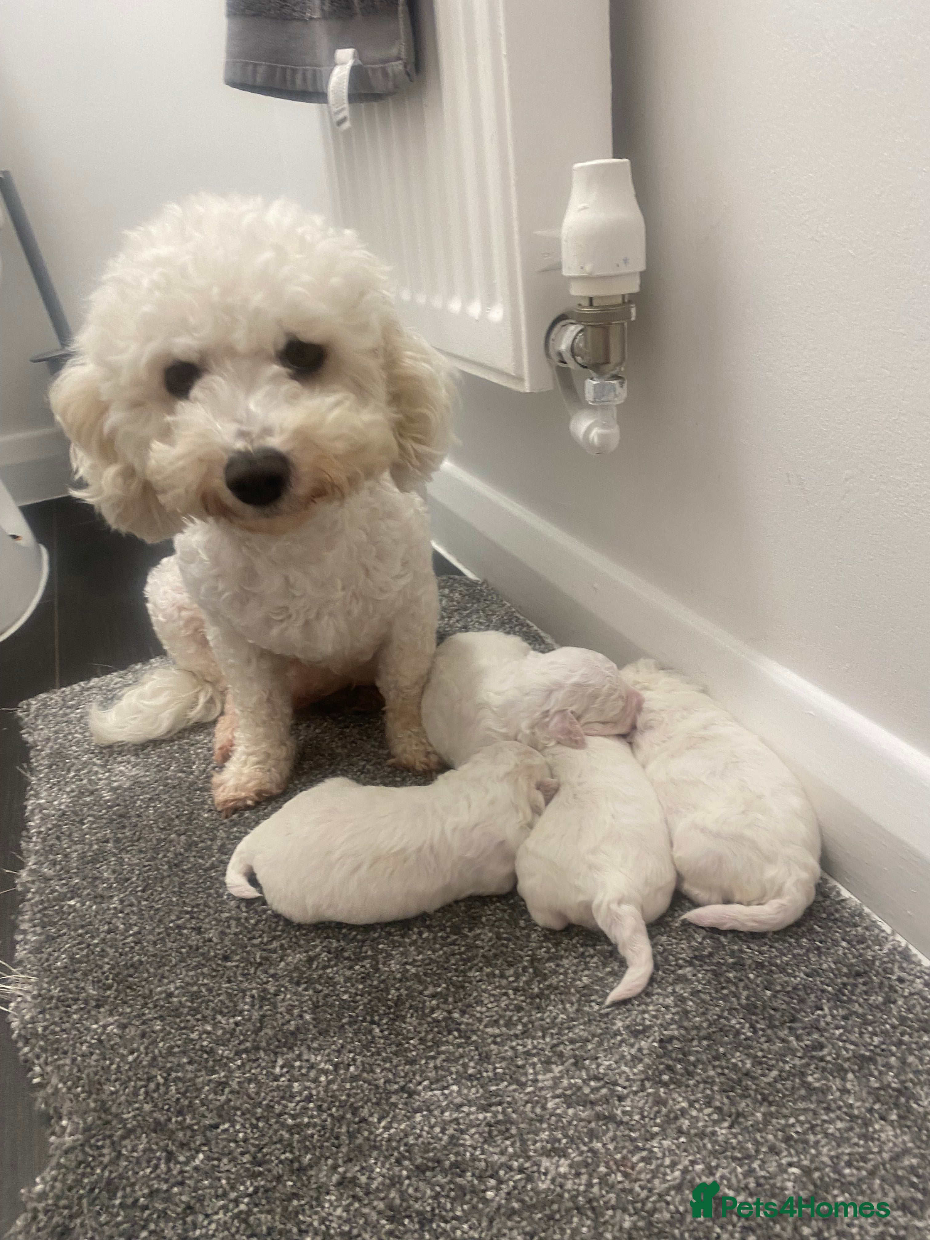 Bichon Frise dogs Beautiful Bichon frise puppies - Advert 11