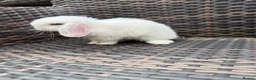 Mini Lop rabbits for sale: Mini lop baby’s for sale - Advert 4