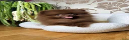 Pomeranian dogs for sale: Chocolate Pomeranian Girl and boys - Advert 3