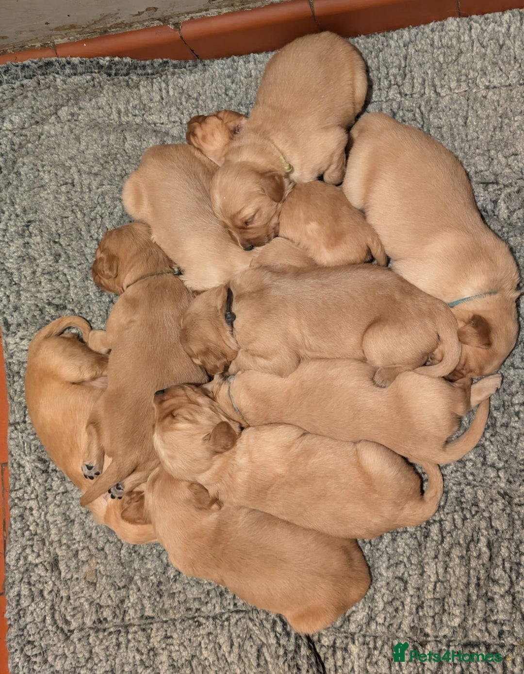 Golden Retriever dogs for sale: Working Golden Retriever Puppies  - Advert 11