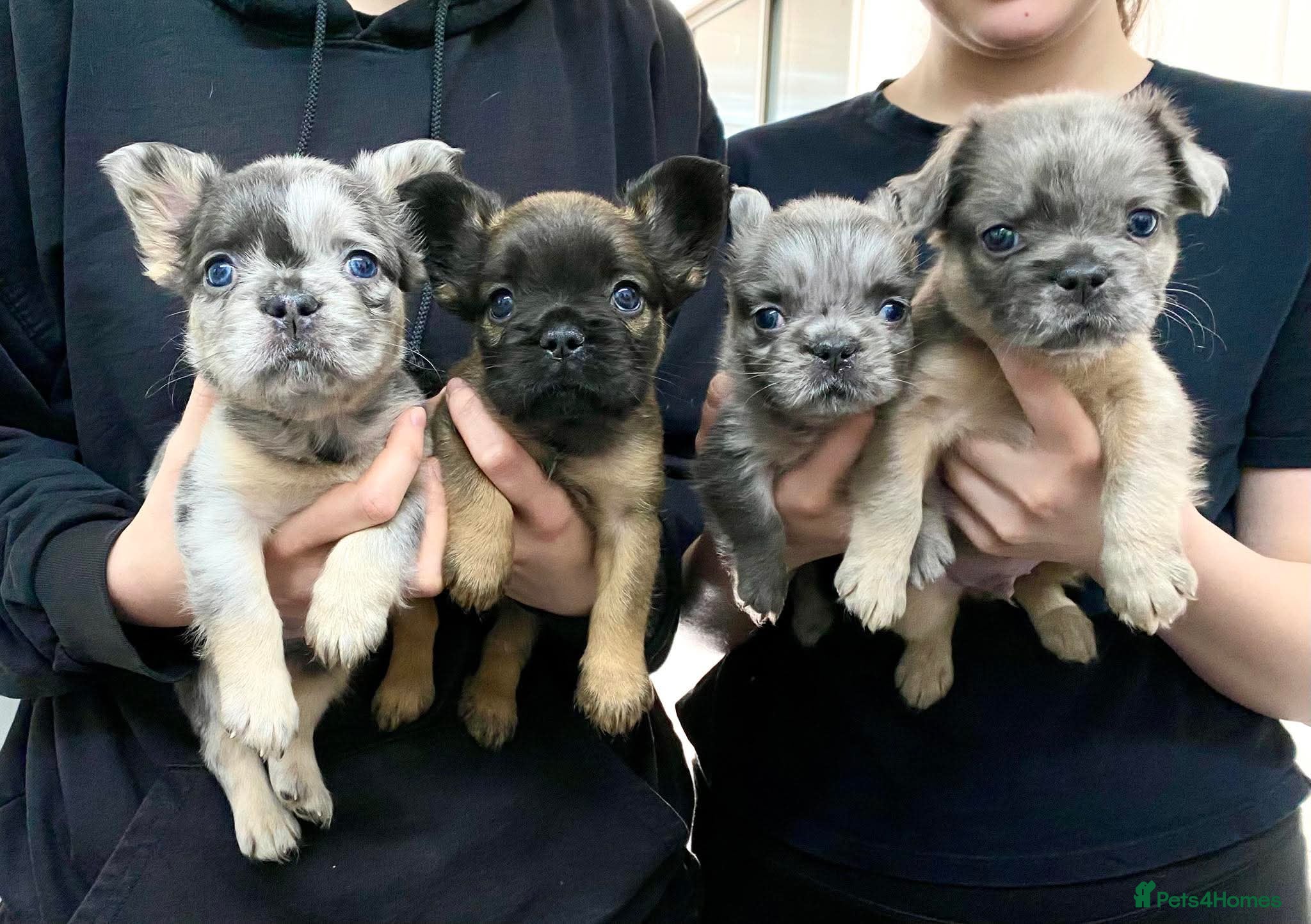 French Bulldog dogs Fluffy French Bulldogs - Advert 2