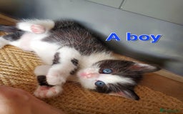 Mixed Breed cats for sale: Half pedigree kittens - Image 11