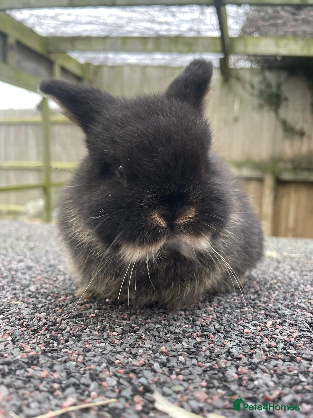 Mini Lop rabbits for sale: X2 Stunning does looking for their for ever home - Advert 6