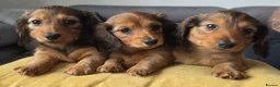 Miniature Dachshund dogs for sale: Miniature longhaired shaded cream dachshund  - Advert 3
