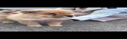 Chow Chow dogs for sale: Lsst Female chow chow puppy of litter  in Barnsley - Advert 2