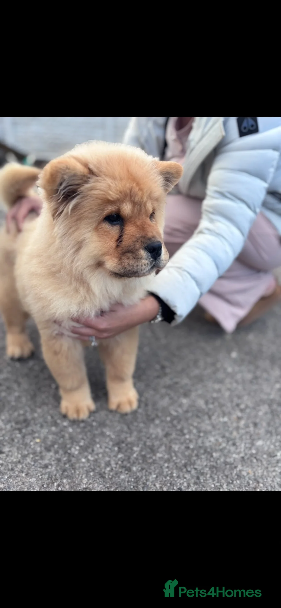 Chow Chow dogs for sale: Lsst Female chow chow puppy of litter  in Barnsley - Advert 2