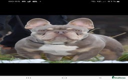 French Bulldog dogs for stud: King Midas son- Premium French Bulldog Stud - Advert 12