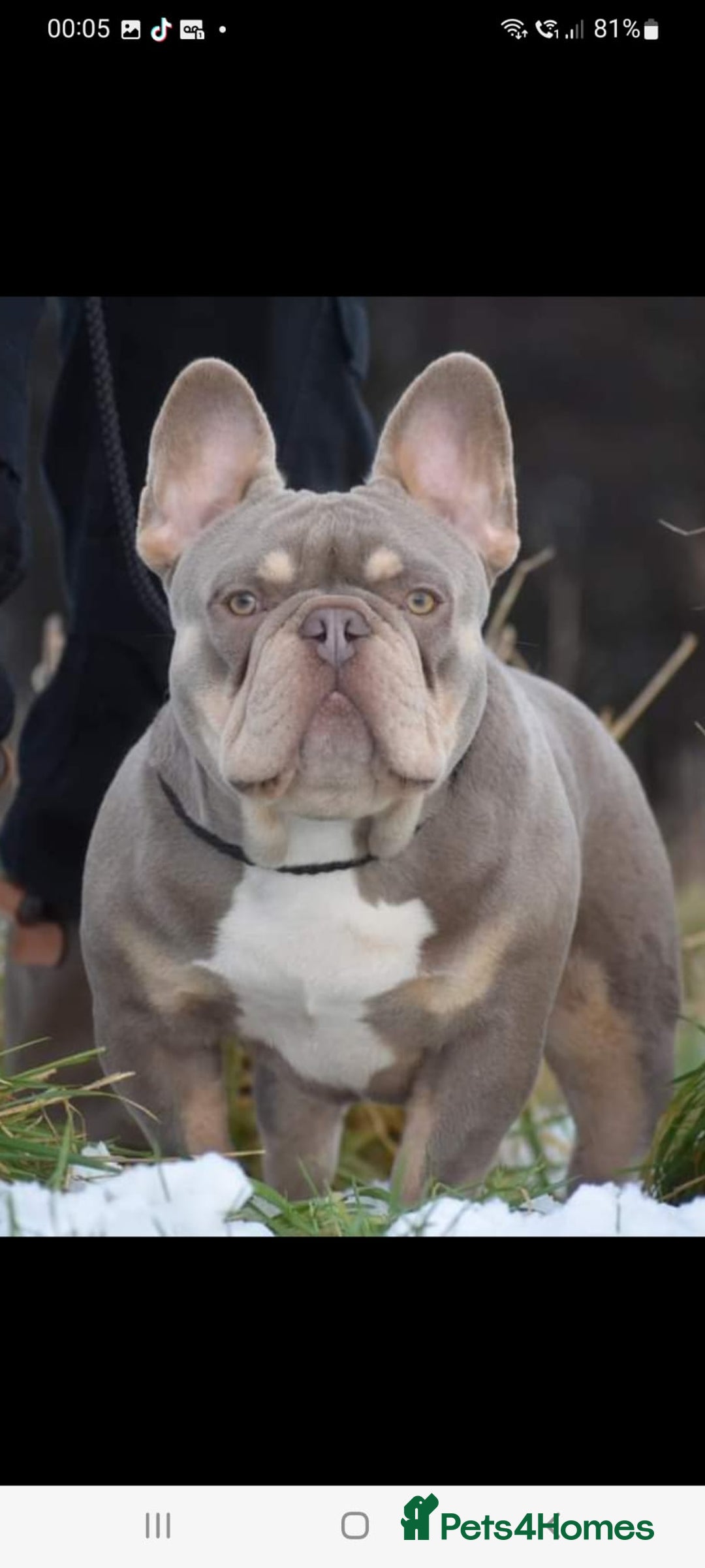 French Bulldog dogs for stud: King Midas son- Premium French Bulldog Stud - Advert 12