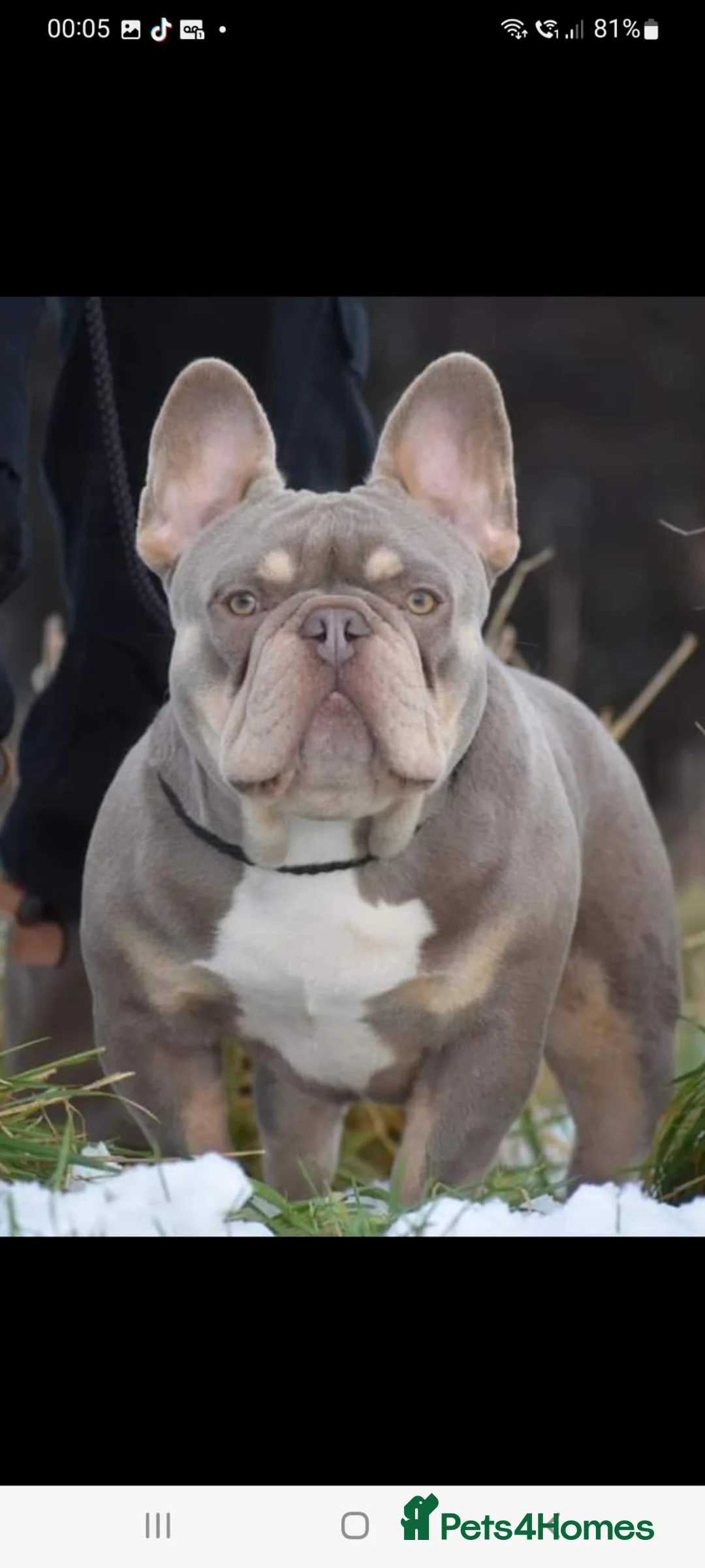 French Bulldog dogs for stud: King Midas son- Premium French Bulldog Stud - Advert 14