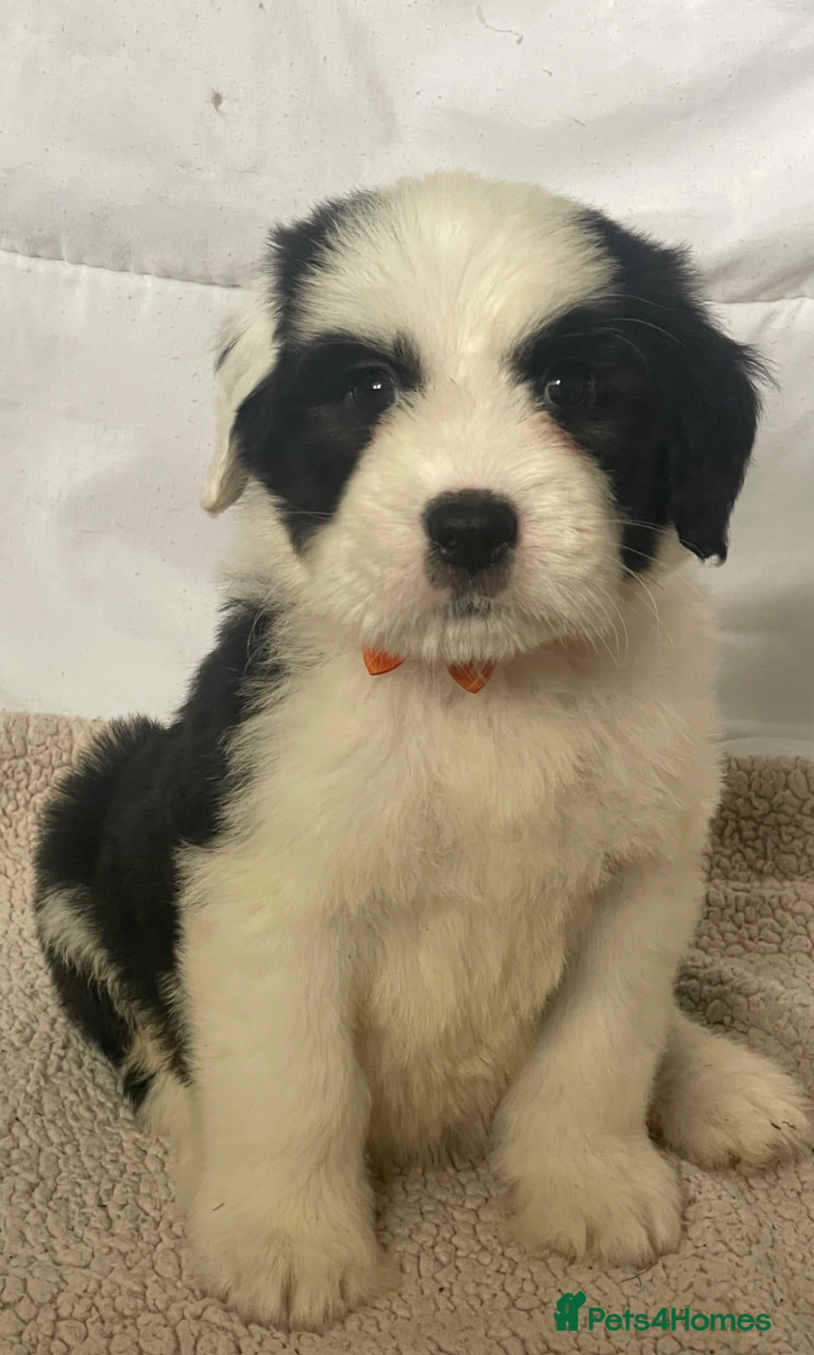 Old English Sheepdog dogs Old English x St Bernard SCOTLAND - Advert 8