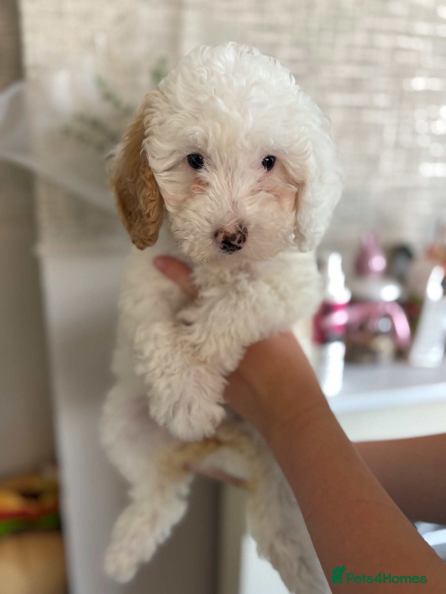 Cavapoo dogs Just 1 Cavapoo pup from health tested parents - Advert 14