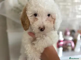Cavapoo dogs Just 1 Cavapoo pup from health tested parents - Advert 14