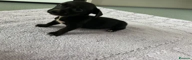 Mixed Breed 1