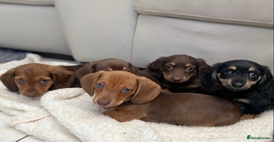 Dachshund dogs - Advert 11