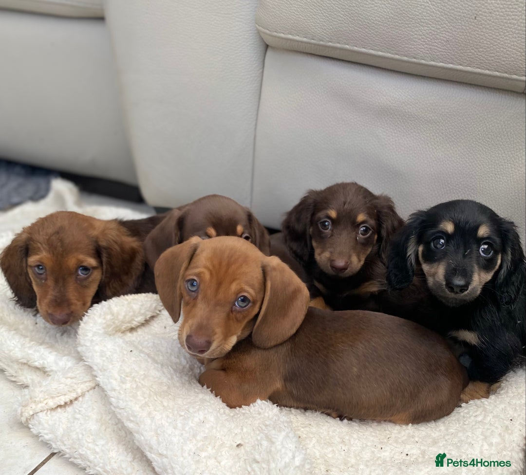 Dachshund dogs for sale: Mini dachshund  - Image 4