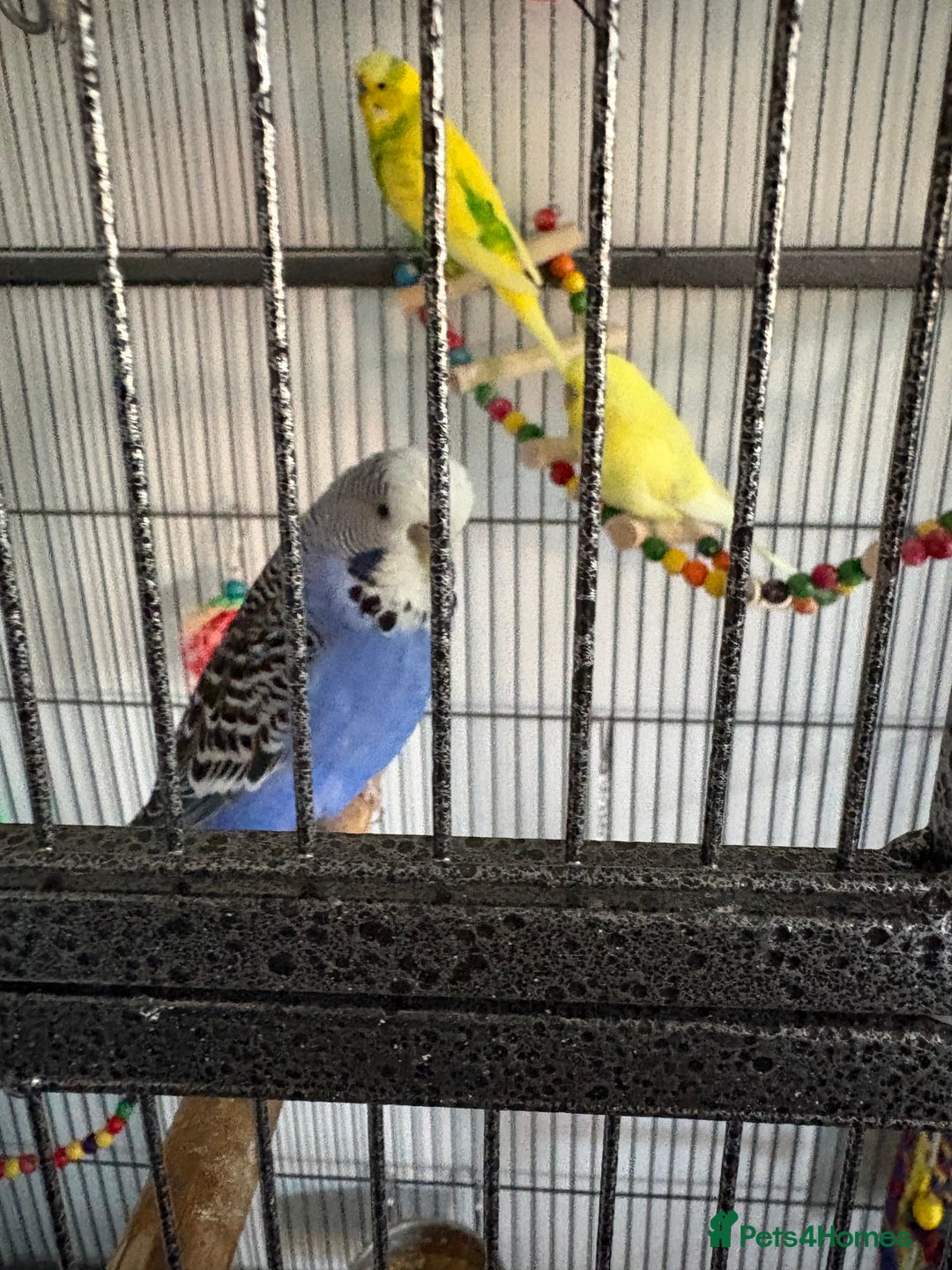 Budgerigars birds for sale: 5 budgies in need of rehoming with cage - Advert 2