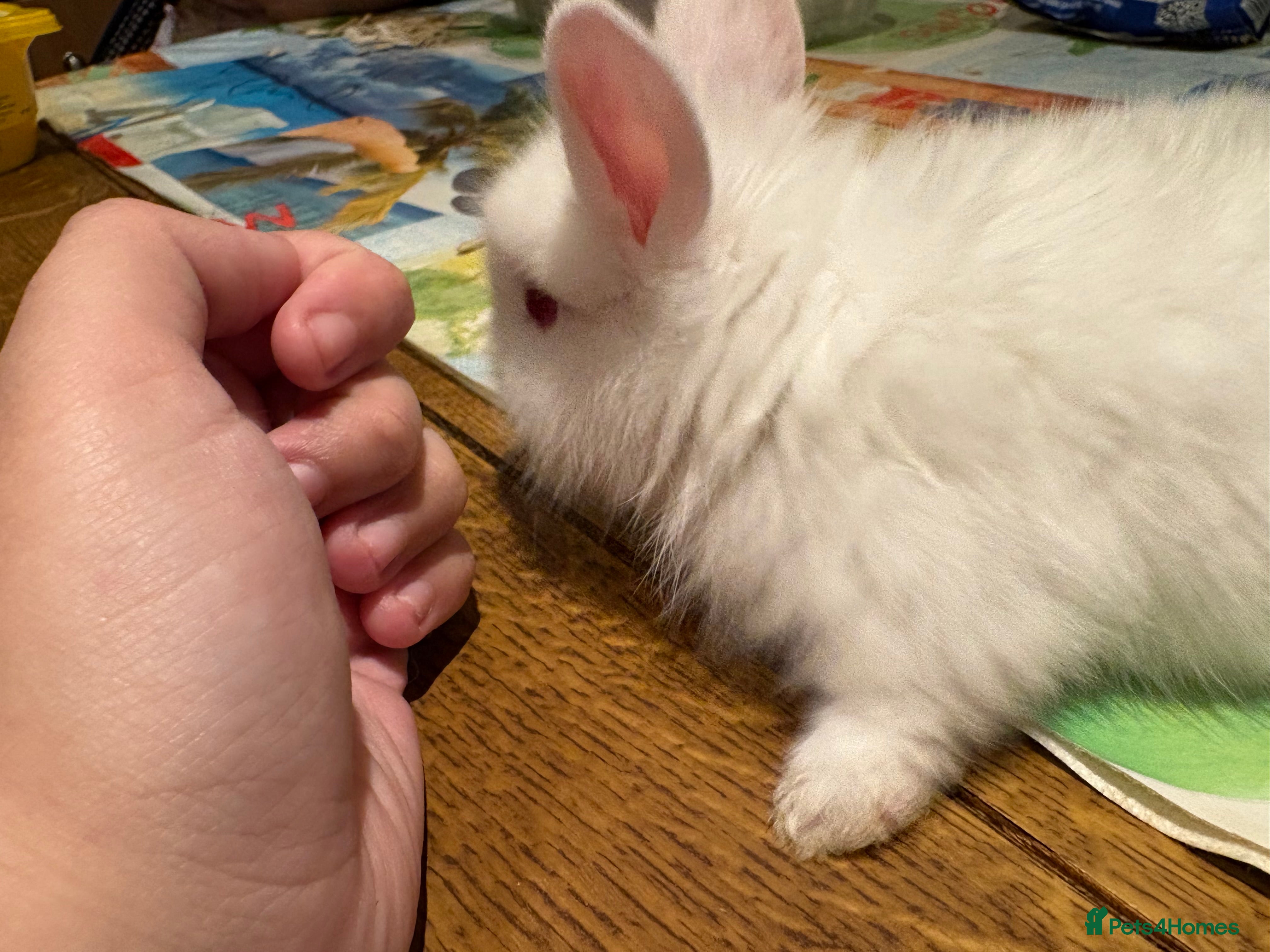 Lionhead rabbits 4 Lionhead bunnies for sale- mixed  - Advert 5