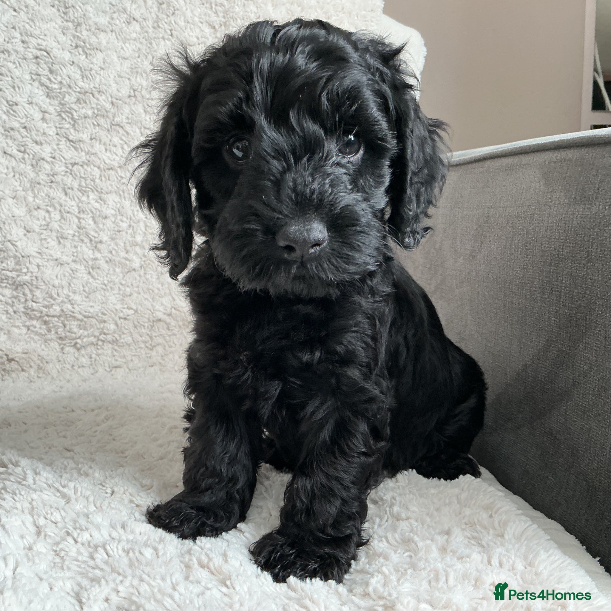 Cockapoo dogs Beautiful black / black and white cockapoos  - Advert 2