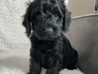 Cockapoo dogs Beautiful black / black and white cockapoos - Advert 2