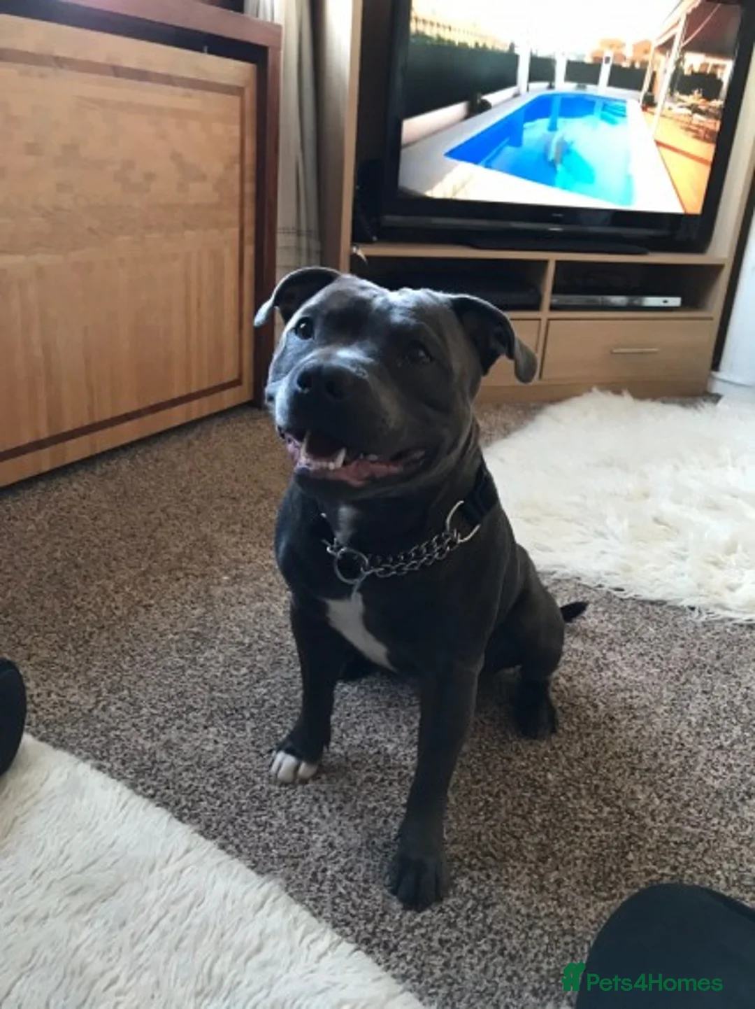 Staffordshire Bull Terrier dogs for stud: Blue Staffordshire bull terrier proven stud in Port Glasgow - Advert 8